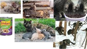 Top cat food brands in pakistan. Petition Nestle Purina Please Don T Discontinue 13 Oz Cans Of Purina Friskies Brand Cat Food Cans Change Org