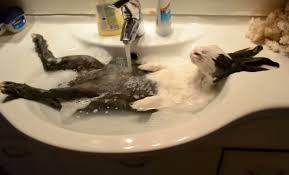 February 11, 2021, 6:39 am. Video Bathing Beauty Bunny Falls Asleep In Bath Kfor Com Oklahoma City