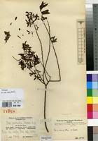 Image result for Olax pentandra