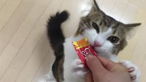 Applaws tuna puree cat treats. Cute Cat Eating Ciao Churu Purees Youtube
