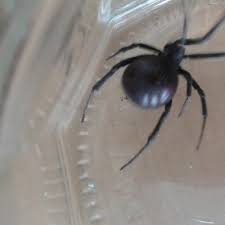 Its one bite has got the capacity to kill a human being. Newsflare British Mechanics Find Spider That Looks Like A Black Widow In Imported Van
