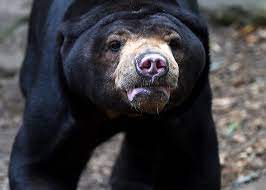 Justeru, jabatan perlindungan hidupan liar dan taman negara (perhilitan) telah ditubuhkan bagi menjaga, mengurus dan memelihara haiwan liar dan taman negara di semenanjung malaysia. Penguatkuasaan Lemah Punca Pemburuan Haram Haiwan Liar Meningkat Beritabenar