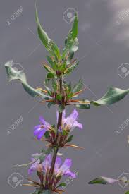 Image result for Hygrophila schulli