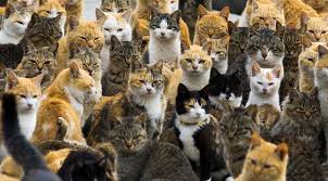 Tahasu On Twitter Gidilecek Yerler Japonya Daki Tashirojima Kedi Adasi