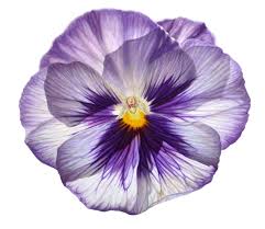 Pin On Pansies Everything