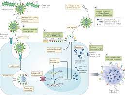 The Human Antibody Response To Influenza A Virus Infection And Vaccination Nature Reviews Immunology