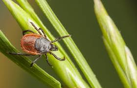 Spray several feet into both sides of such a border (that is, into both the woods side and the lawn side). Ticks And Lyme Disease What You Need To Know News Events Mt Ascutney Hospital And Health Center
