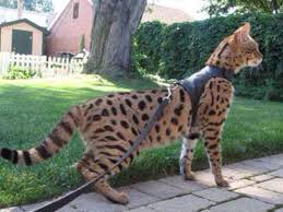 Exotic persian kitten available.kitten is vaccinated, vet checked, dewormed.please only contact me if you are genuinely interested and willing to come view the have to say cats are r100 for policy sake. Savannah Cat Largest Domestic Cat That Looks Like A Leopard And Acts Like A Dog Cats Wild Cats Beautiful Cats