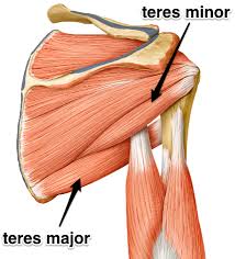 This is known as nerve compression or a pinched nerve. Teres Major Learn Your Muscles Muscle Anatomy Shoulder Anatomy Muscle
