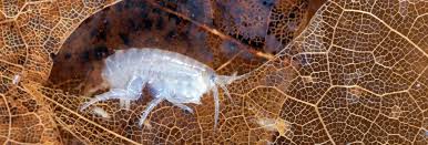 Image result for Hylebates