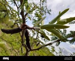 Image result for Phragmanthera