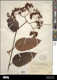 Image result for Harungana madagascariensis