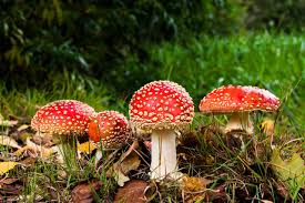 Are you facing problem to install mushroom identifier for pc? Deep Learning And Poisonous Mushrooms By Cyrill Glockner Towards Data Science