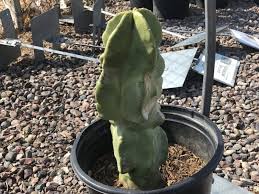Instead of the upright ribs typical of most cactus species, this variation of senita cactus resembles a melted candle, with randomly. Totem Pole Cactus Elgin Nursery Tree Farm Phoenix Az