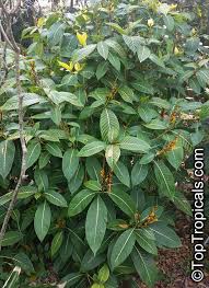 Image result for Sanchezia speciosa