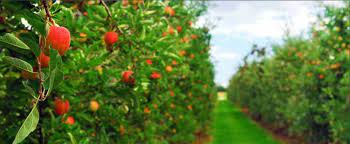 We grow and handle approximately one million trees annually, and 95% of these. Economic Cooperative Buy Fruit Trees And Rose Plants From Bosnia And Serbia