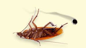 The third shot you have to be under it but it depends on your gun. Pest Elimination Gonzales Tx