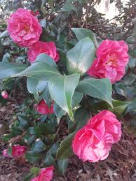 Camellias Marie Bracey Plants Outdoor Garden Camellia