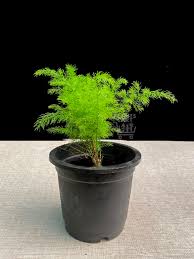 Image result for Asparagus racemosus