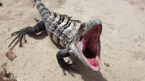 Pied or panda iguanas come from mexico and are part of the mexican spiny tail species. My Life In Moments 002 Spiny Tailed Iguana Youtube