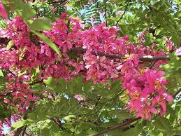 Image result for Cassia agnes