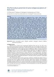 Image result for Dipcadi marlothii