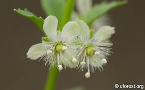 Image result for Scoparia dulcis