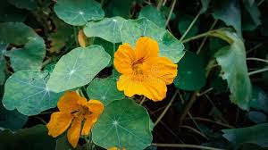 Image result for Tropaeolaceae
