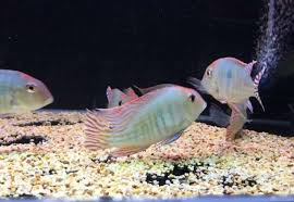 هل تعرف مستوى المياه في حوض السمك أخبار Jiaxing Mirror Acrylic Technology Co Ltd