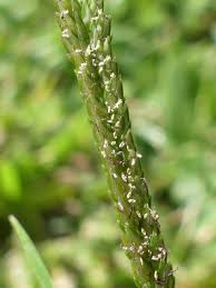 Image result for Cenchrus clandestinus