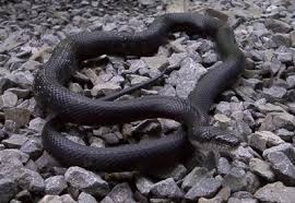 Photo submitted williams said he has been interested in and studying snakes all his life. Black Ratsnake