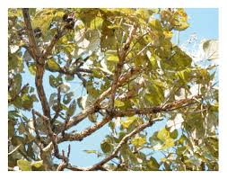 Image result for Entada abyssinica