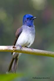 Black Bird With White Tail Philippines Top 25 Wild Bird Photographs Of The Week 19 Birds Wild Birds Bird Photography