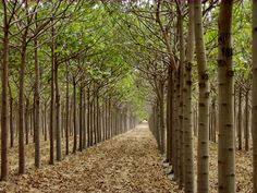 Paulownia nu este doar un alt arbore exotic. 7 Paulownia Ideas Tree Trees To Plant Fast Growing Trees