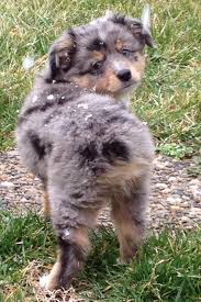 The mini american can be registered with the akc, the mini aussie cannot. Miniature Australian Shepherds Alangus Mini Aussies A Dog Blog