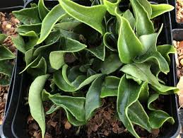 Image result for Lepisorus