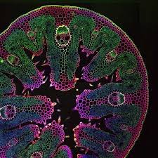 Animal and plant cells undergo a precise type of division called mitosis. Plant Cells The Intricacies Of How Things Have Been Made Baffles Me God S Nature Is So Beau Microscopic Photography Microscopic Images Microscopic Cells