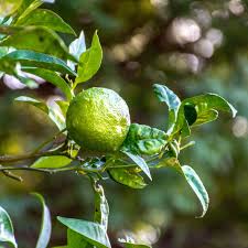 Free for commercial use no attribution required high quality images. Lime Fruit Tree Limb Free Photo On Pixabay