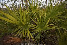 Image result for Serenoa repens