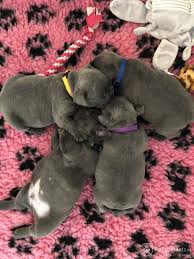 Maybe you would like to learn more about one of these? Puppyplaats Nl Prachtige Blauwe Franse Bulldog Pup Reu Met Stamboom Franse Bulldog Pups