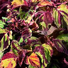 Image result for Coleus foliatus