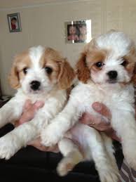 Long, straight or wavy activity: Cavachon Puppies For Sale Florida Ny 236070 Petzlover