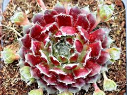 Light is a necessity when caring for cactus. Sempervivum Jade Rose World Of Succulents