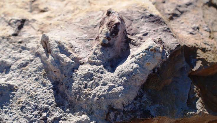'Treasure Trove' of dinosaur tracks found in Poland 