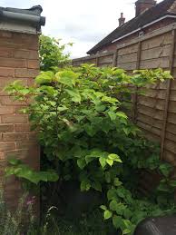 Japanese knotweed spreads relentlessly and grows back. Japanese Knotweed Removal Costs Treatment Costs