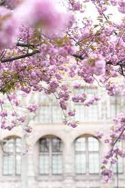 Cherry Blossoms In London Bloom Book Bloom Romantic Garden