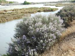 Image result for Monothecium