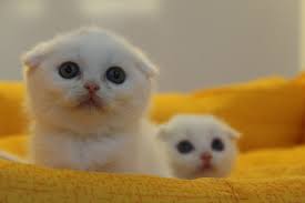 scottish fold en ozel beyaz scottish fold yavrulari kediajans com cins kedi sahiplendirme ilanlari