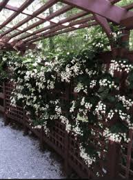 Image result for Clerodendrum toxicarium