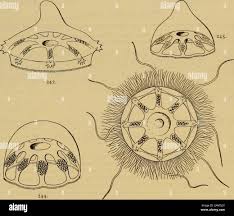 Image result for Isonema